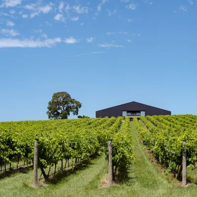 FIVE VINEYARD restaurant