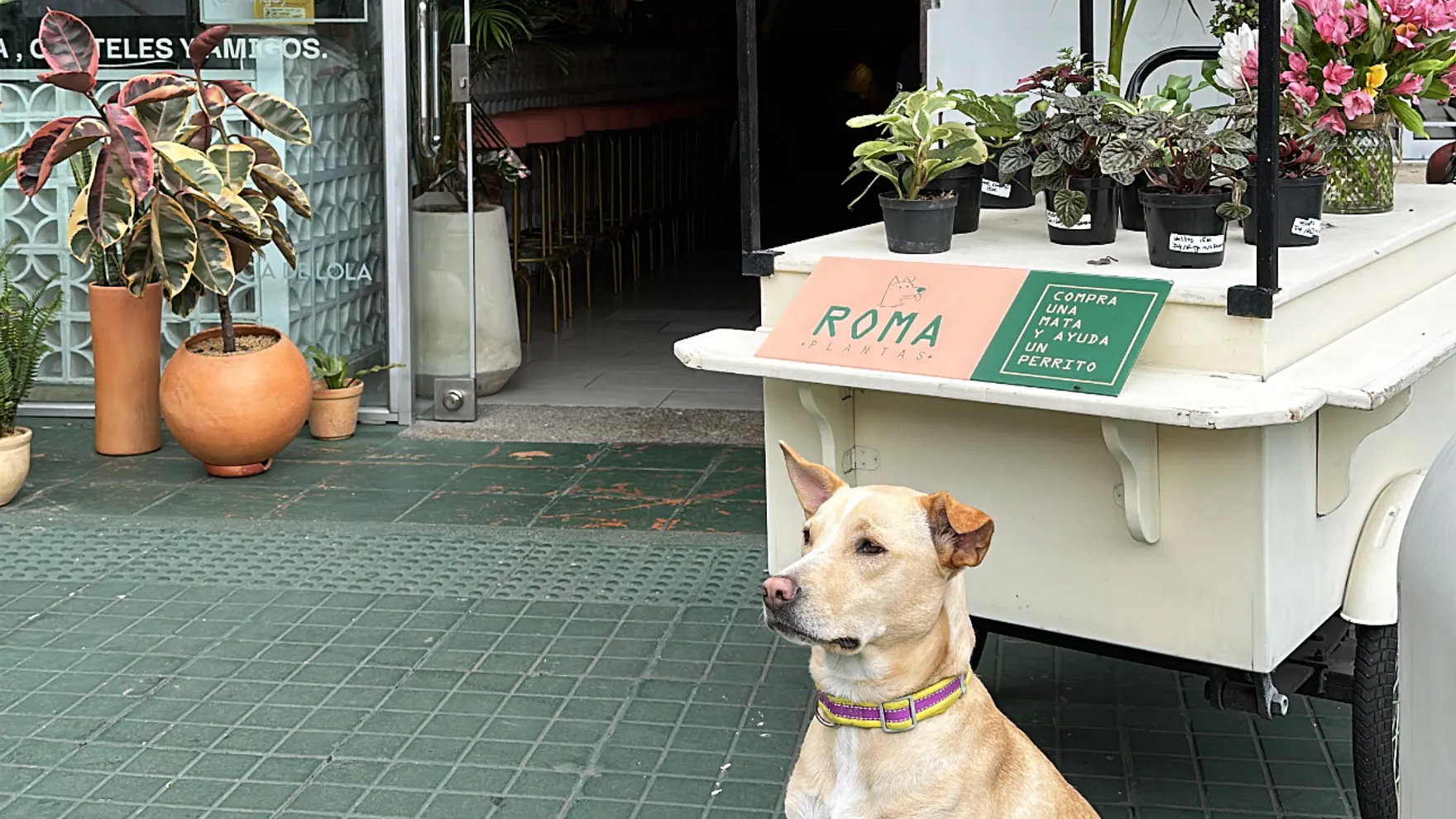 Pura Vida veggie and vegan restaurant in Cl. 140 #11-21