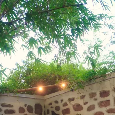 The Jungle Cook - Cafe & Restaurant restaurant