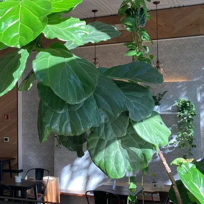 Harlow restaurant